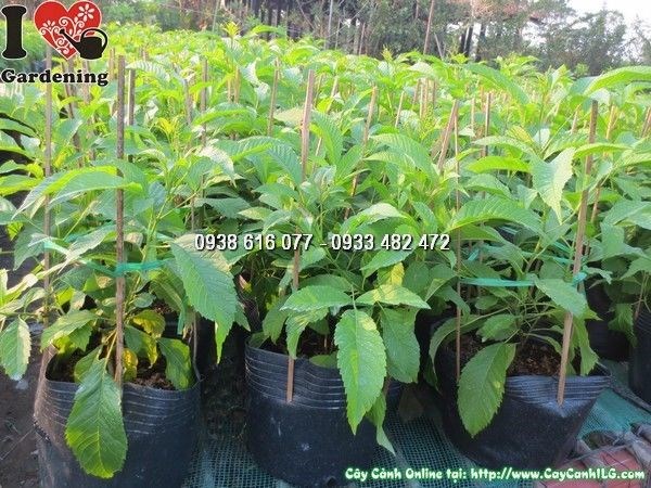 Cây hoa chuông vàng giống 30cm – cây khỏe, lá xanh, không sâu bệnh