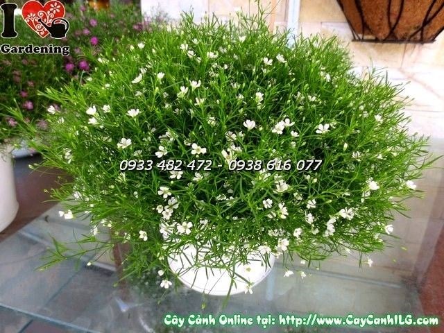 Cúc baby hồng nở hoa đẹp – cung cấp sỉ lẻ tại TP.HCM