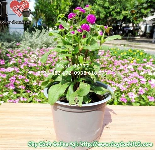 cây hoa cúc bách nhật tím cao 20cm – màu tím rực rỡ, trồng thành mảng sân vườn