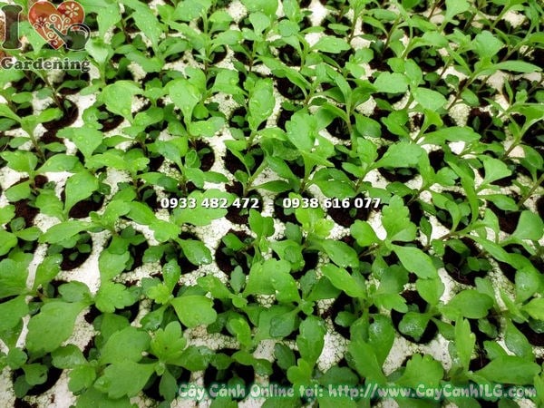 Cây hoa cúc giống đẹp – màu sắc rực rỡ từ vườn ILG