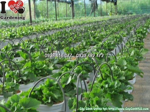 Đặc điểm lá và hoa của cây cúc lá nho