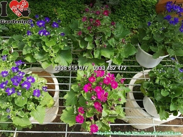 Lộ trình phát triển của cây hoa cúc lá nho theo thời gian