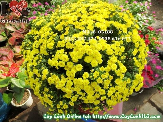 Cây hoa cúc mâm xôi tết trồng chậu trang trí sân vườn