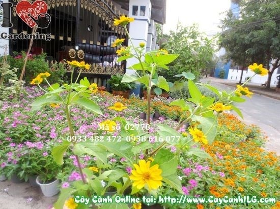 Chăm sóc cây hoa cúc mặt trời tưới nước đúng cách