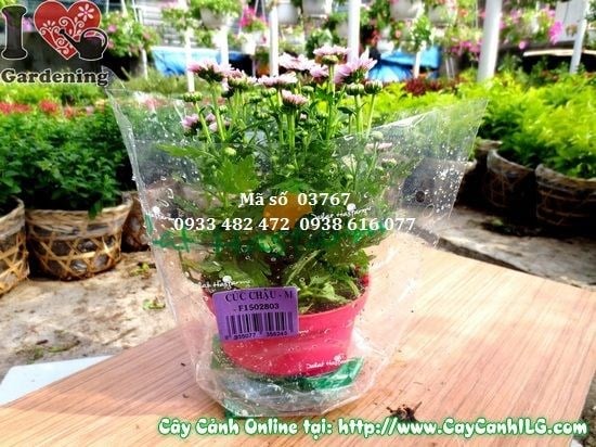 Cây hoa cúc Pico tím 20cm dễ trồng, hoa đẹp