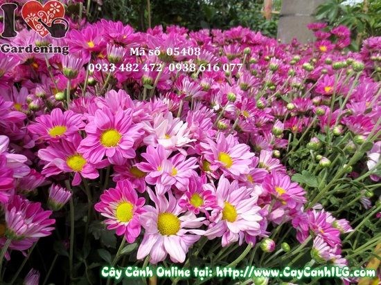 Đặc điểm cây hoa cúc tím cao 90cm Ms 05408