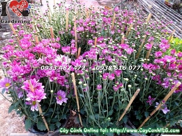 Cây hoa cúc tím trồng cảnh quan – ý nghĩa phong thủy đẹp