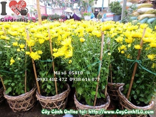 Hoa cúc vàng nở rộ rực rỡ - cây cảnh đẹp cho khuôn viên