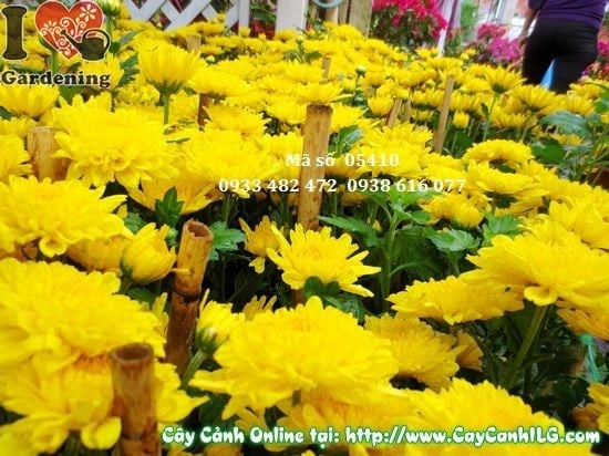 Cây hoa cúc vàng được chăm sóc đúng cách ra hoa đều và đẹp