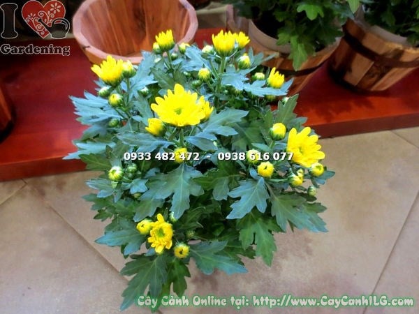 Cây hoa cúc vàng mini đang ra hoa - nhân giống từ giâm cành