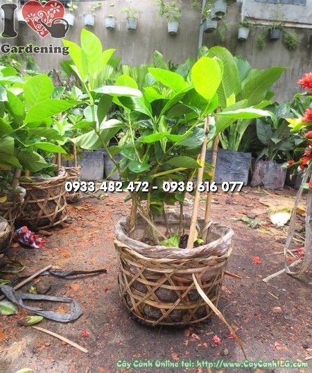 cây hoa dành dành cao 25cm – cây giống nhỏ gọn tại ILG