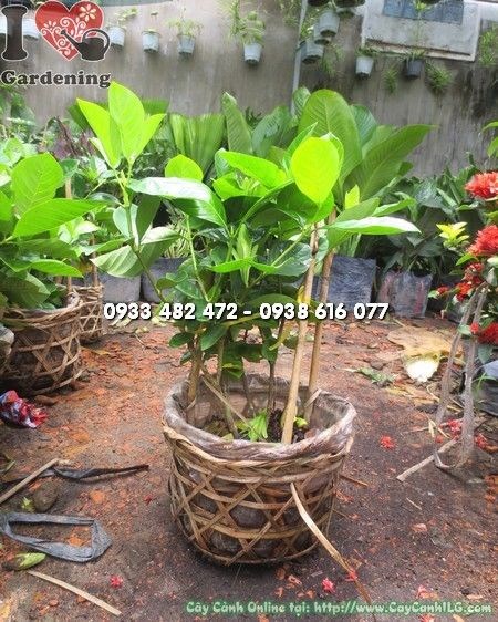 hoa dành dành trắng thơm – cây cao 25cm tại vườn ILG