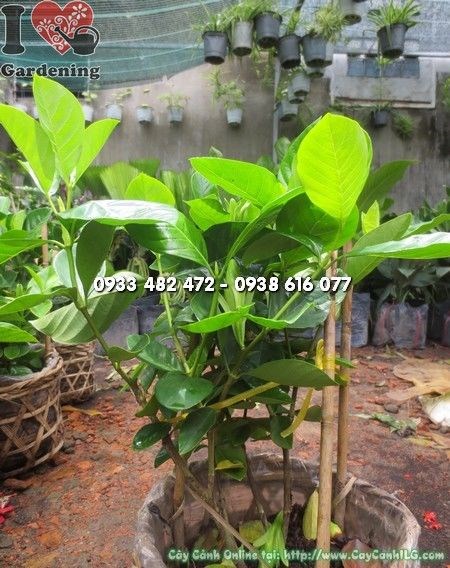 cây dành dành lá xanh bóng – phù hợp làm cảnh quan sân vườn