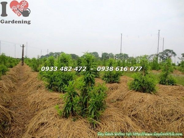 Cây hoa đào giống cao 80cm - cây con khỏe mạnh tại vườn ILG