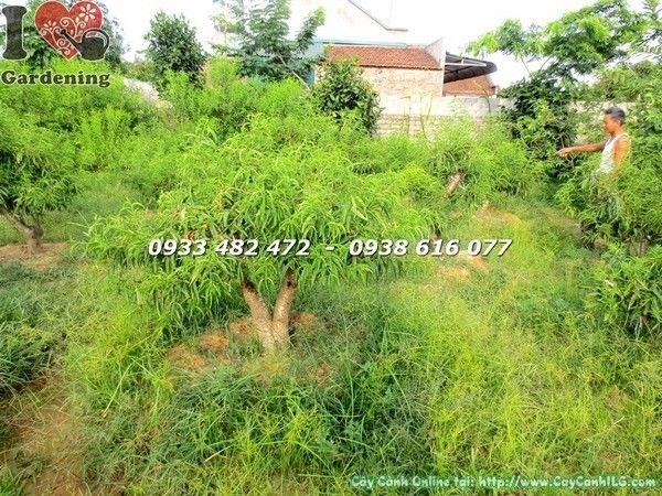 Cây hoa đào gốc lớn đẹp cao 1m – gốc vạm vỡ tán xanh sum xuê