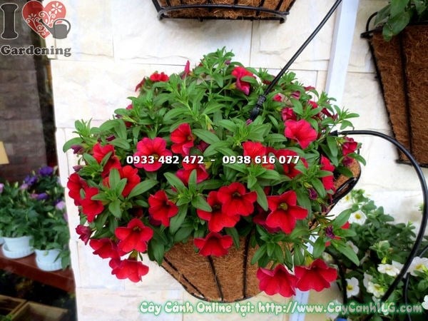 Chậu treo hoa dạ yến thảo đỏ trang trí ban công