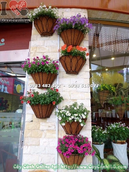 Cây hoa dạ yến thảo trồng chậu treo ban công, ngoại thất - Ms 15664