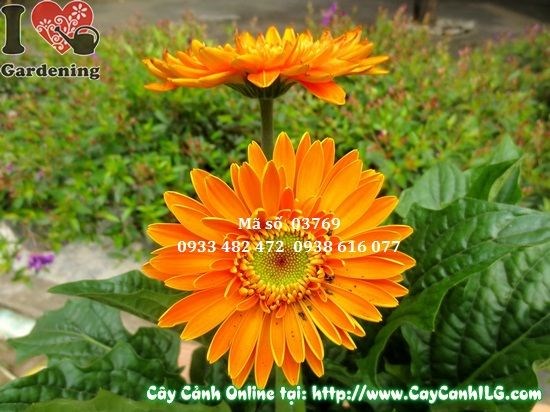 Bụi hoa đồng tiền trưởng thành nở đẹp