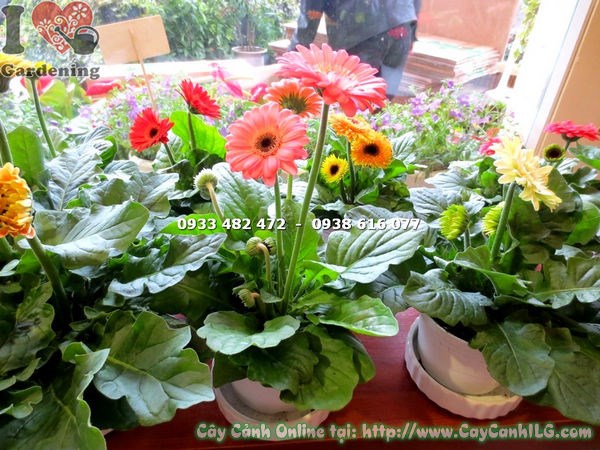 Hoa đồng tiền hồng phấn mini – cánh hoa nhỏ nhắn xếp gọn gàng