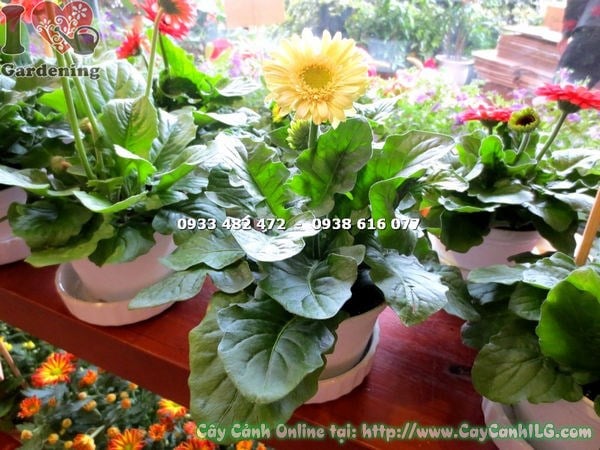 Cây hoa đồng tiền màu vàng mini – sắc vàng rực rỡ, kích thước nhỏ gọn