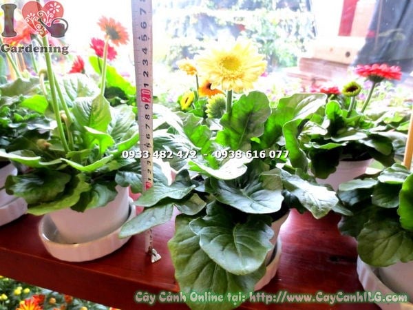 Cây hoa đồng tiền vàng mini nhìn gần – cánh hoa đẹp, tâm hoa nổi bật