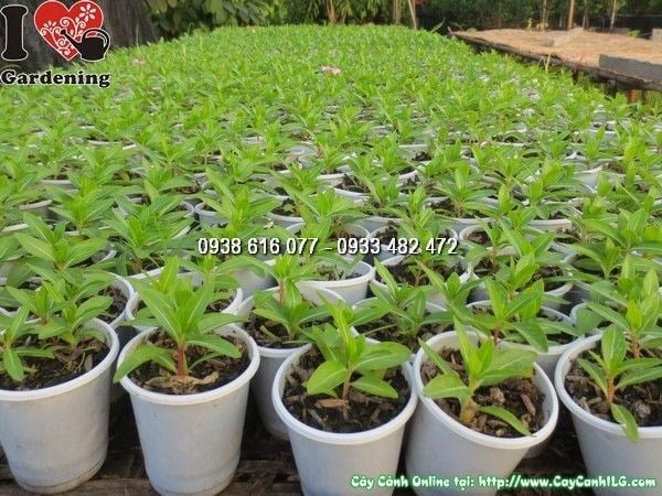 Cây hoa dừa cạn giống chuẩn bị trồng cảnh quan số lượng lớn