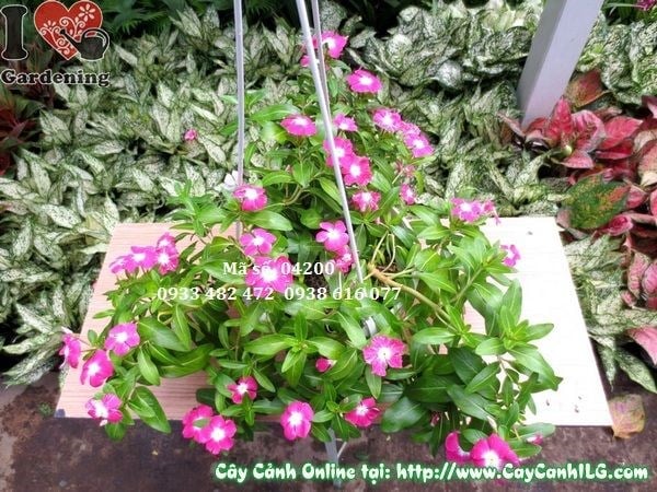 Hoa dừa treo cao 20cm nhiều màu sắc rực rỡ