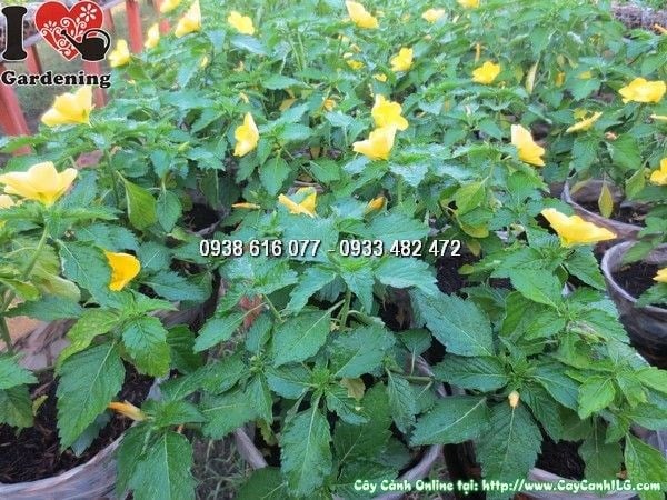 Cây hoa dừa vàng cao 15cm – giống nhỏ dễ trồng sỉ số lượng lớn