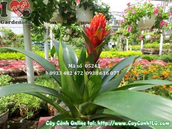 Hoa đuốc đỏ rực – cây trang trí Tết và Noel