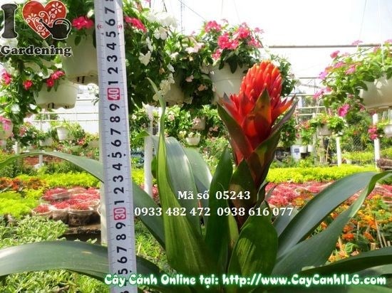 Chăm sóc cây hoa đuốc – tưới nước và ánh sáng đúng cách