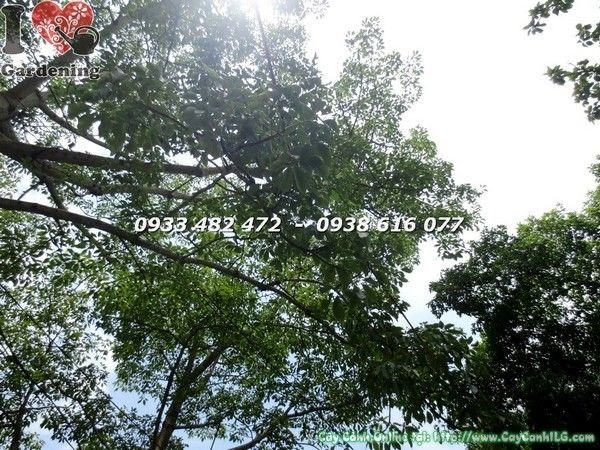 Cây hoa gạo cao 6m thân to tán rộng tại vườn ILG