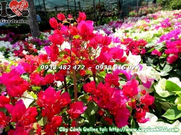 cây hoa giấy cẩm thạch đỏ cao 30cm tại vườn ILG