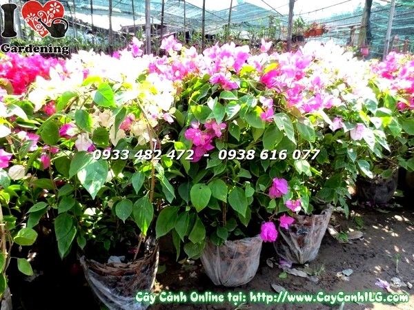 cây hoa giấy cẩm thạch đỏ giao tận nơi toàn quốc