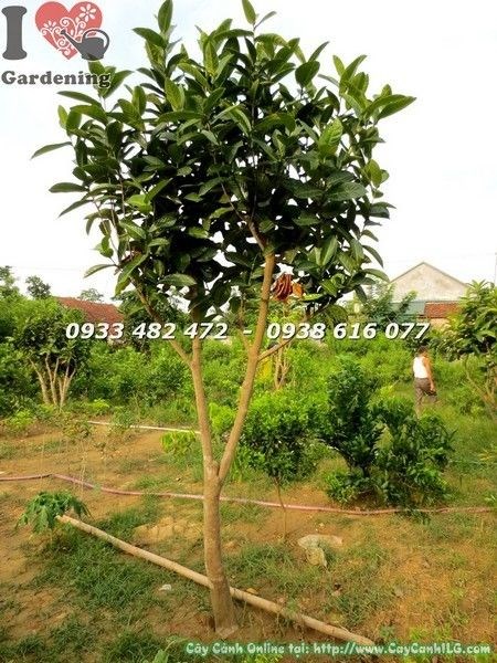 Cây hoa hải đường cao 2m đường kính gốc 8cm Ms 21773