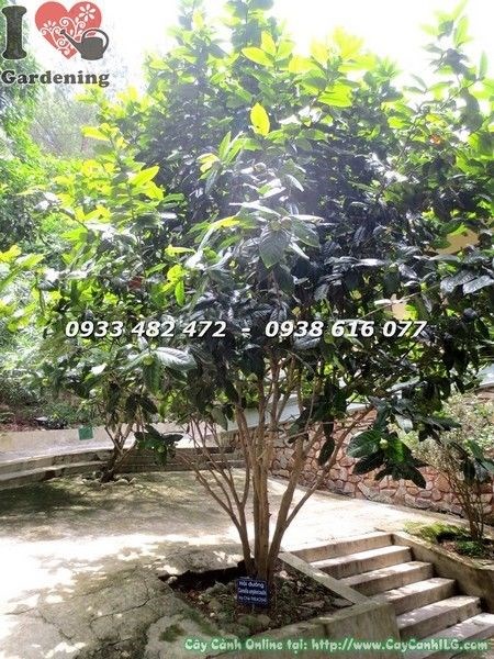 Cây hoa hải đường tán đẹp xanh tốt khỏe mạnh