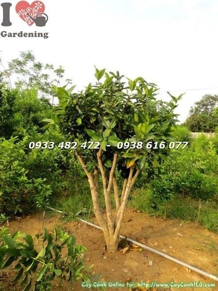 Cây hoa hải đường gốc lớn tán đẹp cao 1,5m – cảnh quan sân vườn