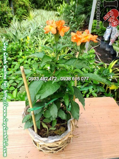 Cây hỏa hoàng 30cm ưa ánh sáng, dễ chăm sóc