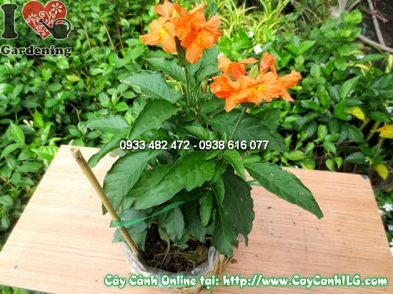 Cây hỏa hoàng cao 30cm Ms 12172 – ILG cung cấp sỉ lẻ