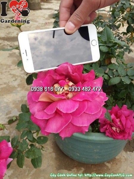 Cây hoa hồng bông lớn – hoa rực rỡ, cánh dày, hương thơm ngọt ngào