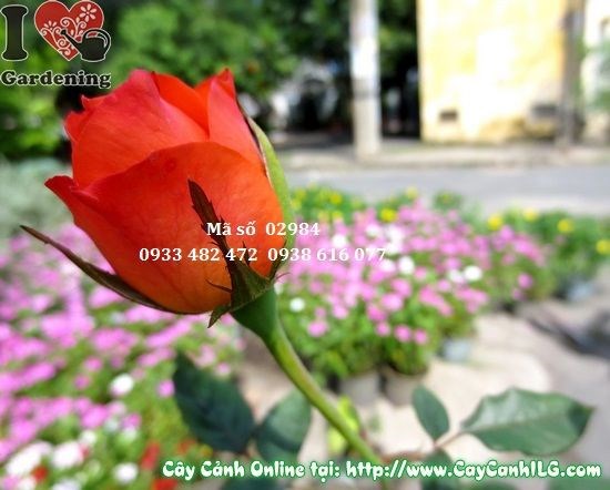 Hoa hồng nhiều màu sắc đẹp tại vườn ILG