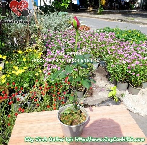 Chăm sóc cây hoa hồng đúng kỹ thuật