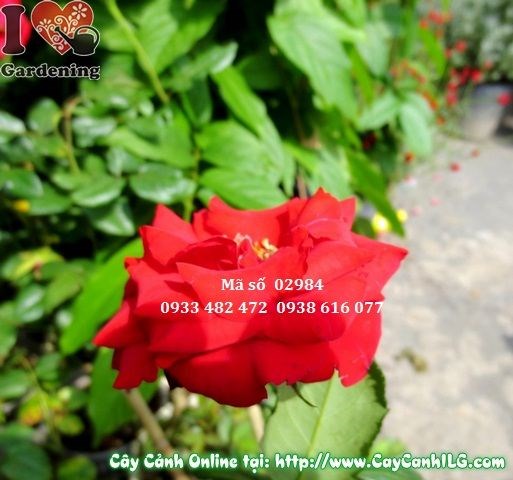 Nhân giống hoa hồng bằng phương pháp giâm cành