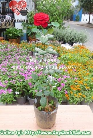 Phòng trừ sâu bệnh trên cây hoa hồng hiệu quả