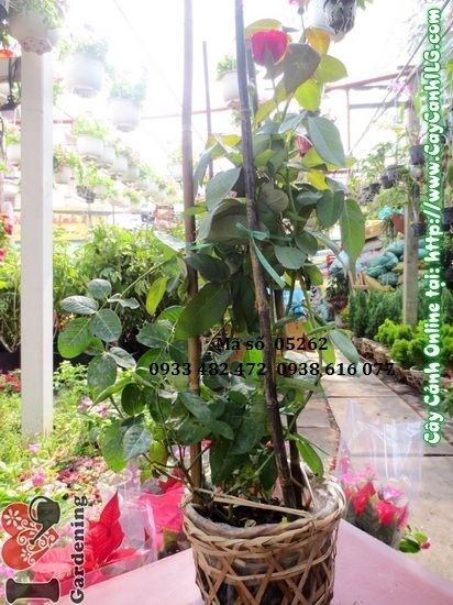Hoa hồng nhung đỏ rực – cây cao 50cm tại ILG