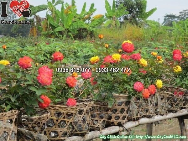 hoa hồng đổi màu 3 màu trên cùng một chậu