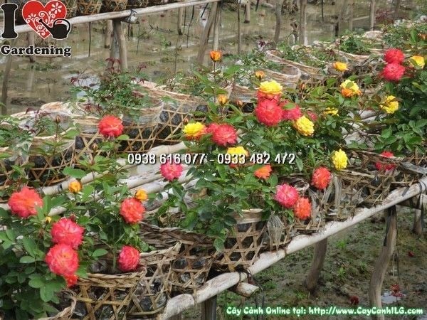 cây hoa hồng đổi màu 25cm tại vườn ILG