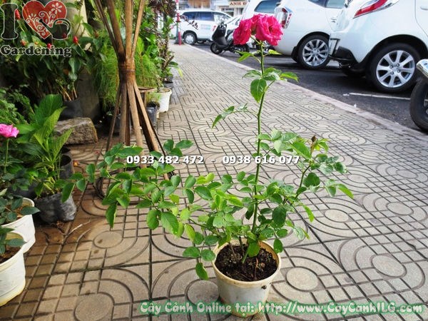 Cây hoa hồng leo giống cao 45cm khỏe mạnh, bộ rễ tốt