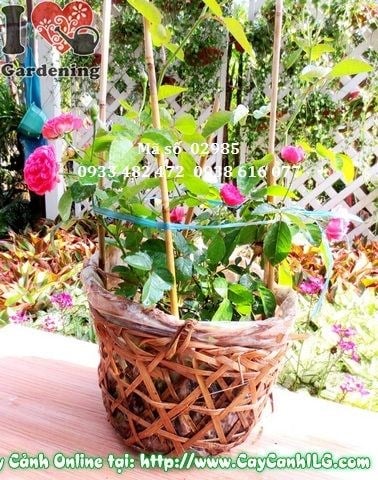 Hoa hồng tỉ muội đỏ 25cm nở hoa rực rỡ