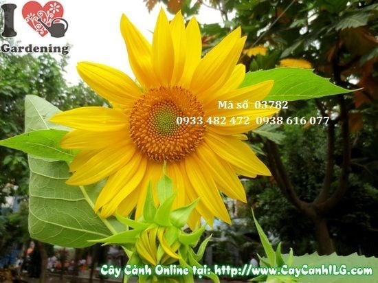 Chăm sóc cây hoa hướng dương 80cm ngoài trời