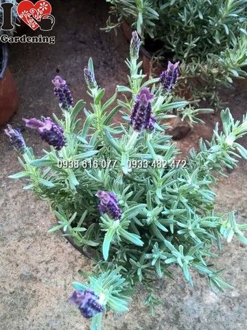 Cây Hoa Lavender Pháp (Ms: 25400)